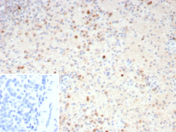 Formalin-fixed, paraffin-embedded human spleen stained with Resistin Mouse Monoclonal Antibody (RETN/4325). Inset: PBS instead of primary antibody; secondary only negative control.