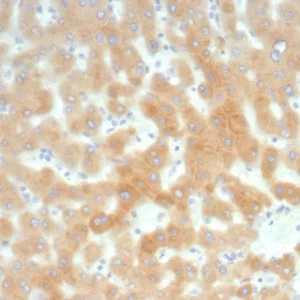 Formalin-fixed, paraffin-embedded human liver stained with RBP4 Recombinant Rabbit Monoclonal Antibody (RBP4/8090R). HIER: Tris/EDTA, pH9.0, 45min. 2°C: HRP-polymer, 30min. DAB, 5min.
