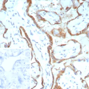 Formalin-fixed, paraffin-embedded human placenta stained with Purified RET Mouse Monoclonal Antibody (RET/8790). Inset: PBS instead of primary antibody; secondary only negative control.