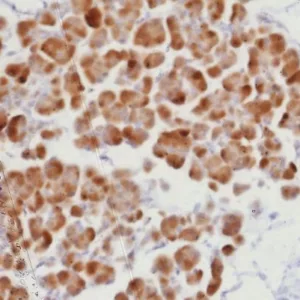 Formalin-fixed, paraffin-embedded human pancreas stained with RORC Recombinant Rabbit Monoclonal Antibody (RORC/8278R). HIER: Tris/EDTA, pH9.0, 45min. 2°C: HRP-polymer, 30min. DAB, 5min.
