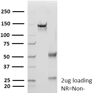 SDS PAGE Analysis Purified S100A1 Rabbit Monoclonal Antibody (S100A1/9244R). Confirmation of Purity and Integrity of Antibody.