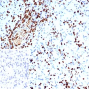 Formalin-fixed, paraffin-embedded human spleen stained with S100A4 Mouse Monoclonal Antibody (S100A4/7097). Inset: PBS instead of primary antibody; secondary only negative control.