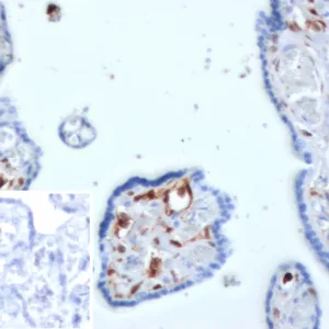 Formalin-fixed, paraffin-embedded human placenta stained with S100A4 Mouse Monoclonal Antibody (S100A4/6796). Inset: PBS instead of primary antibody; secondary only negative control.
