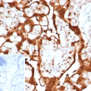 Formalin-fixed, paraffin-embedded human placenta stained with S100A11 Mouse Monoclonal Antibody (S100A11/7392). Inset: PBS instead of primary antibody; secondary only negative control.