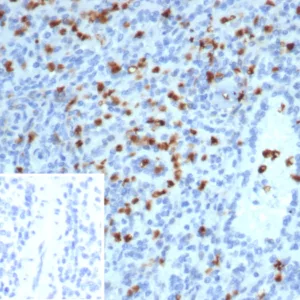 Formalin-fixed, paraffin-embedded human spleen stained with S100A13 Mouse Monoclonal Antibody (S100A13/7482). Inset: PBS instead of primary antibody; secondary only negative control.