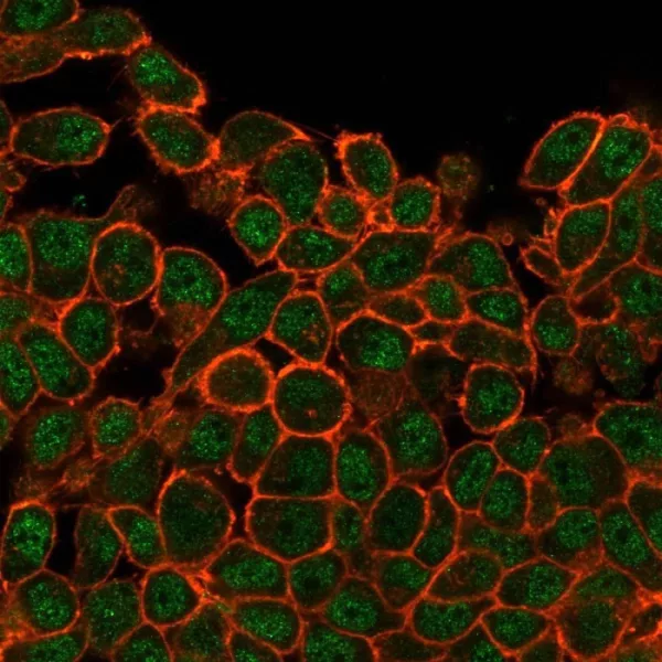Immunofluorescence Analysis of PFA-fixed HeLa cells stained using SATB1 Mouse Monoclonal Antibody (PCRP-SATB1-2C3) followed by goat anti-mouse IgG-CF488. Membrane stained with phalloidin.