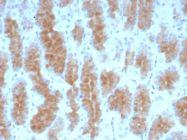 Formalin-fixed, paraffin-embedded human stomach stained with  CEACAM1 Mouse Monoclonal Antibody (CEACAM1/4840). HIER: Tris/EDTA, pH9.0, 45min. 2°C: HRP-polymer, 30min. DAB, 5min.
