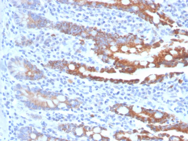 Formalin-fixed, paraffin-embedded human small intestine stained with CEACAM1 Mouse Monoclonal Antibody (CEACAM1/4843). HIER: Tris/EDTA, pH9.0, 45min. 2°C: HRP-polymer, 30min. DAB, 5min.
