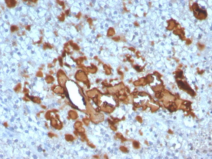 Formalin-fixed, paraffin-embedded human adrenal gland stained with CCL23 Mouse Monoclonal Antibody (CCL23/4034). HIER: Tris/EDTA, pH9.0, 45min. 2°: HRP-polymer, 30min. DAB, 5min CCL23 / Myeloid Progenitor Inhibitory Factor 1 Antibody