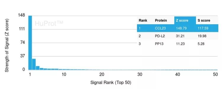 Analysis of Protein Array containing more than 19,000 full-length human proteins using CCL23-Monospecific Mouse Monoclonal Antibody (CCL23/4034). Z- and S- Score: The Z-score represents the strength of a signal that a monoclonal antibody (MAb) (in combination with a fluorescently-tagged anti-IgG secondary antibody) produces when binding to a particular protein on the HuProtTM array. Z-scores are described in units of standard deviations (SD's) above the mean value of all signals generated on that array. If targets on HuProtTM are arranged in descending order of the Z-score, the S-score is the difference (also in units of SD's) between the Z-score. S-score therefore represents the relative target specificity of a MAb to its intended target. A MAb is considered to specific to its intended target, if the MAb has an S-score of at least 2.5. For example, if a MAb binds to protein X with a Z-score of 43 and to protein Y with a Z-score of 14, then the S-score for the binding of that MAb to protein X is equal to 29. CCL23 / Myeloid Progenitor Inhibitory Factor 1 Antibody - Image 2