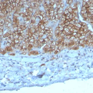 Formalin-fixed, paraffin-embedded human adrenal gland stained with CCL23 Mouse Monoclonal Antibody (CCL23/4036). HIER: Tris/EDTA, pH9.0, 45min. 2°C: HRP-polymer, 30min. DAB, 5min.
