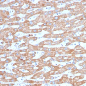 Formalin-fixed, paraffin-embedded human liver stained with SDHB Mouse Monoclonal Antibody (SDHB/3745). HIER: Tris/EDTA, pH9.0, 45min. 2°C: HRP-polymer, 30min. DAB, 5min.