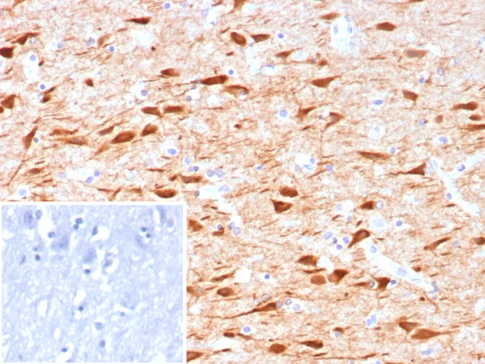 Formalin-fixed, paraffin-embedded human brain stained with NECAB1 Mouse Monoclonal Antibody (NECAB1/7677). Inset: PBS instead of primary antibody; secondary only negative control. NECAB1 / N-terminal EF-hand calcium binding protein 1 Antibody - Image 2