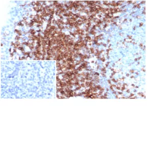 Formalin-fixed, paraffin-embedded human tonsil stained with CD43 Mouse Monoclonal Antibody (MT-1).Inset: PBS instead of primary antibody, secondary negative control.