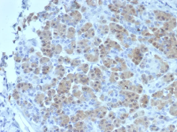 Formalin-fixed, paraffin-embedded human salivary gland stained with BRCA2 Mouse Monoclonal Antibody (BRCA2/2158). HIER: Tris/EDTA, pH9.0, 45min. 2°C: HRP-polymer, 30min. DAB, 5min.