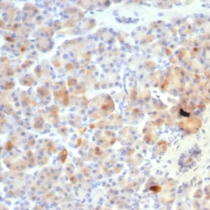 Formalin-fixed, paraffin-embedded human pancreas stained with Somatostatin Recombinant Rabbit Monoclonal Antibody (SST/7200R). HIER: Tris/EDTA, pH9.0, 45min. 2°C: HRP-polymer, 30min. DAB, 5min.