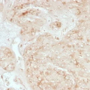 Formalin-fixed, paraffin-embedded human adrenal gland stained with  StAR Mouse Monoclonal Antibody (STAR/3976).