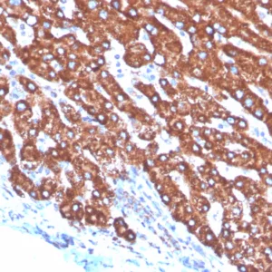 Formalin-fixed, paraffin-embedded human liver stained with Transferrin Mouse Monoclonal Antibody (TF/4797). HIER: Tris/EDTA, pH9.0, 45min. 2: HRP-polymer, 30min. DAB, 5min.