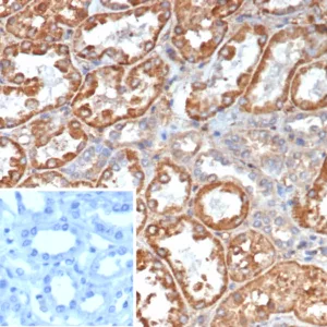 Formalin-fixed, paraffin-embedded human kidney stained with Transferrin Mouse Monoclonal Antibody (TF/4798). Inset: PBS instead of primary antibody; secondary only negative control.