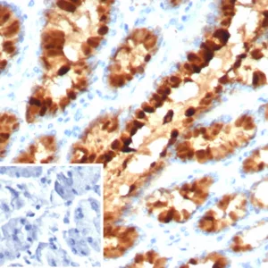 Formalin-fixed, paraffin-embedded human stomach stained with  TFF1/pS2 Mouse Monoclonal Antibody (TFF1/7891). Inset: PBS instead of primary antibody; secondary only negative control.