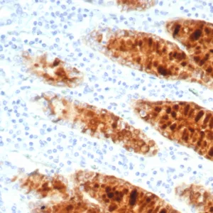 Formalin-fixed, paraffin-embedded human stomach stained with Transferrin Mouse Monoclonal Antibody (TF/7766). HIER: Tris/EDTA, pH9.0, 45min. 2°C: HRP-polymer, 30min. DAB, 5min.