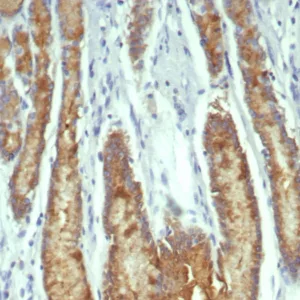 Formalin-fixed, paraffin-embedded human stomach stained with Transferrin Mouse Monoclonal Antibody (TF/7767). HIER: Tris/EDTA, pH9.0, 45min. 2°C: HRP-polymer, 30min. DAB, 5min.