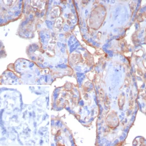 Formalin-fixed, paraffin-embedded human placenta stained with Thrombomodulin Recombinant Rabbit Monoclonal Antibody (THBD/8188R). Inset: PBS instead of primary antibody; secondary only negative control.