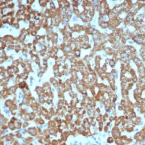 Formalin-fixed, paraffin-embedded human liver stained with VEGF Recombinant Rabbit Monoclonal Antibody (VEGFA/7635R). HIER: Tris/EDTA, pH9.0, 45min. 2°C: HRP-polymer, 30min. DAB, 5min.