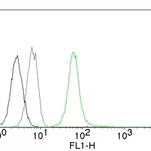Flow Cytometry of human Vimentin on Jurkat cells. Black: cells alone; Grey: Isotype Control; Green: CF488-labeled Vimentin Monoclonal Antibody (VM452).