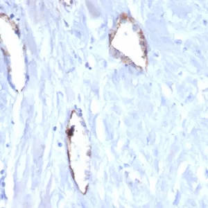 Formalin-fixed, paraffin-embedded human uterus stained with 	vWF Mouse Monoclonal Antibody (VWF/4105).