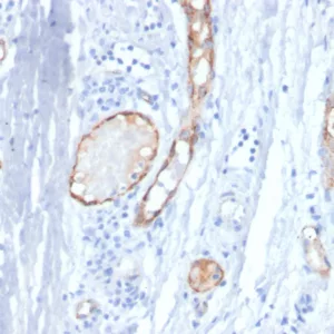 Formalin-fixed, paraffin-embedded human tonsil stained with vWF Mouse Monoclonal Antibody (VWF/4458). HIER: Tris/EDTA, pH9.0, 45min. 2°C: HRP-polymer, 30min. DAB, 5min.