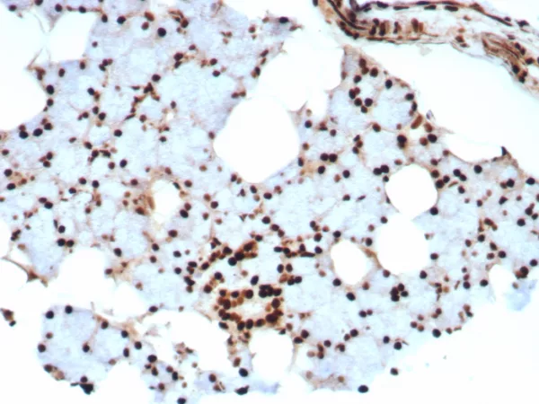 Formalin-fixed, paraffin-embedded human salivary gland stained with Ku80 Recombinant Rabbit Monoclonal Antibody (XRCC5/8703R). HIER: Tris/EDTA, pH9.0, 45min. 2: HRP-polymer, 30min. DAB, 5min.