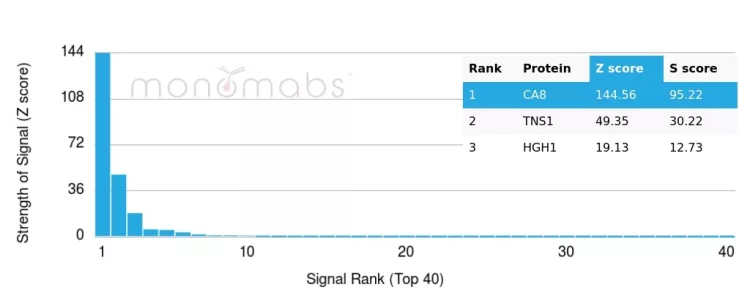 Analysis of Protein Array containing more than 19,000 full-length human proteins using Carbonic Anhydrase VIII Mouse Monoclonal Antibody (CA8/6814). Z- and S- Score: The Z-score represents the strength of a signal that a monoclonal antibody (MAb) (in combination with a fluorescently-tagged anti-IgG secondary antibody) produces when binding to a particular protein on the HuProtTM array. Z-scores are described in units of standard deviations (SD's) above the mean value of all signals generated on that array. If targets on HuProtTM are arranged in descending order of the Z-score, the S-score is the difference (also in units of SD's) between the Z-score. S-score therefore represents the relative target specificity of a MAb to its intended target. A MAb is considered to specific to its intended target, if the MAb has an S-score of at least 2.5. For example, if a MAb binds to protein X with a Z-score of 43 and to protein Y with a Z-score of 14, then the S-score for the binding of that MAb to protein X is equal to 29. Carbonic Anhydrase VIII Antibody - Image 2