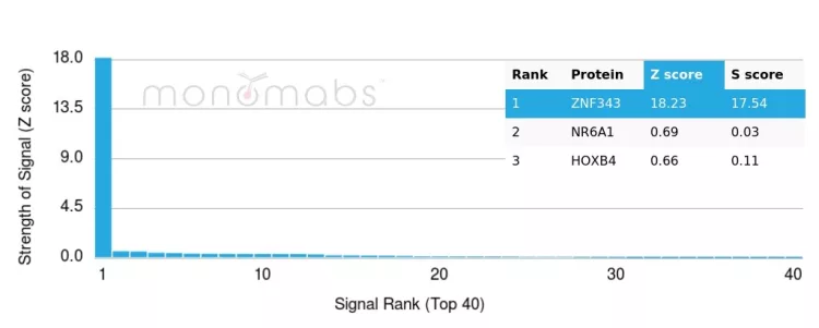 Analysis of Protein Array containing more than 19,000 full-length human proteins using ZNF343 Mouse Monoclonal Antibody (PCRP-ZNF343-4F8). Z- and S- Score: The Z-score represents the strength of a signal that a monoclonal antibody (MAb) (in combination with a fluorescently-tagged anti-IgG secondary antibody) produces when binding to a particular protein on the HuProtTM array. Z-scores are described in units of standard deviations (SD's) above the mean value of all signals generated on that array. If targets on HuProtTM are arranged in descending order of the Z-score, the S-score is the difference (also in units of SD's) between the Z-score. S-score therefore represents the relative target specificity of a MAb to its intended target. A MAb is considered to specific to its intended target, if the MAb has an S-score of at least 2.5. For example, if a MAb binds to protein X with a Z-score of 43 and to protein Y with a Z-score of 14, then the S-score for the binding of that MAb to protein X is equal to 29. ZNF343 (Transcription Factor) Antibody - Image 3