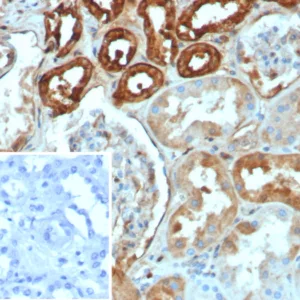 Formalin-fixed, paraffin-embedded human kidney stained with Calbindin 1 Recombinant Mouse Monoclonal Antibody (rCALB1/8499). Inset: PBS instead of primary antibody; secondary only negative control.