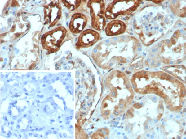 Formalin-fixed, paraffin-embedded human kidney stained with Calbindin 1 Recombinant Mouse Monoclonal Antibody (rCALB1/8499). Inset: PBS instead of primary antibody; secondary only negative control.