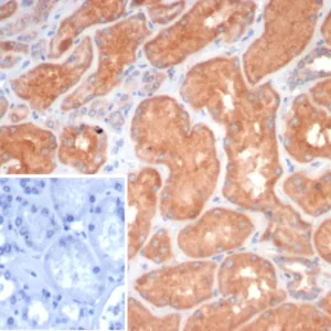Formalin-fixed, paraffin-embedded human kidney stained with S100G Mouse Monoclonal Antibody (S100G/7462). Inset: PBS instead of primary antibody; secondary only negative control.