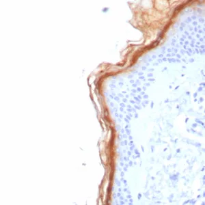 Formalin-fixed, paraffin-embedded human skin stained with S100G Mouse Monoclonal Antibody (S100G/7517). HIER: Tris/EDTA, pH9.0, 45min. 2°C: HRP-polymer, 30min. DAB, 5min.