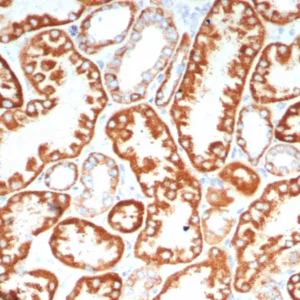 IHC analysis of formalin-fixed, paraffin-embedded human kidney stained using FGF23/4580 at 2ug/ml in PBS for 30min RT. HIER: Tris/EDTA, pH9.0, 45min. 2°C: HRP-polymer, 30min. DAB, 5min.