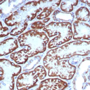 IHC analysis of formalin-fixed, paraffin-embedded human kidney stained using FGF23/6371 at 2ug/ml in PBS for 30min RT. HIER: Tris/EDTA, pH9.0, 45min. 2°C: HRP-polymer, 30min. DAB, 5min.