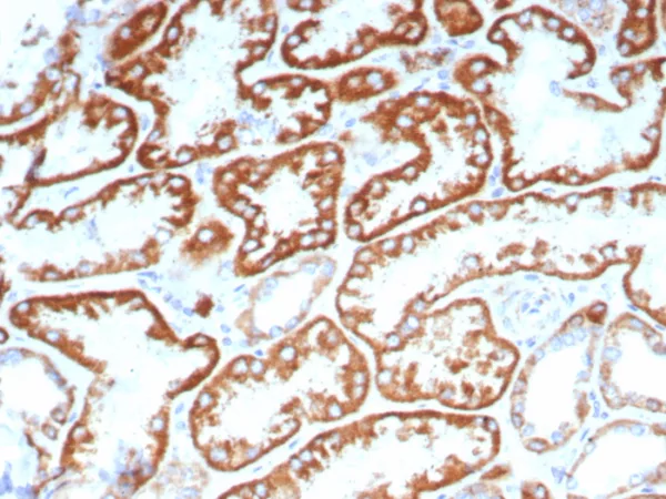 IHC analysis of formalin-fixed, paraffin-embedded human kidney stained using FGF23/6372 at 2ug/ml in PBS for 30min RT. HIER: Tris/EDTA, pH9.0, 45min. 2°C: HRP-polymer, 30min. DAB, 5min.