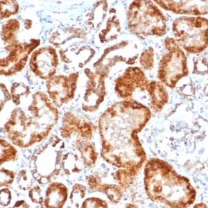 IHC analysis of formalin-fixed, paraffin-embedded human kidney stained using FGF23/6404 at 2ug/ml in PBS for 30min RT. HIER: Tris/EDTA, pH9.0, 45min. 2°C: HRP-polymer, 30min. DAB, 5min.