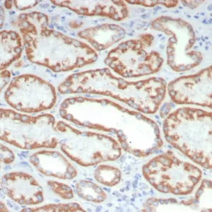 IHC analysis of formalin-fixed, paraffin-embedded human kidney stained using FGF23/6408 at 2ug/ml in PBS for 30min RT. HIER: Tris/EDTA, pH9.0, 45min. 2°C: HRP-polymer, 30min. DAB, 5min.