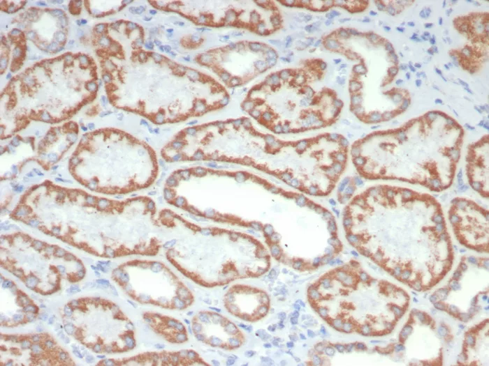 IHC analysis of formalin-fixed, paraffin-embedded human kidney stained using FGF23/6408 at 2ug/ml in PBS for 30min RT. HIER: Tris/EDTA, pH9.0, 45min. 2°C: HRP-polymer, 30min. DAB, 5min. FGF23 (Fibroblast Growth Factor 23) Antibody