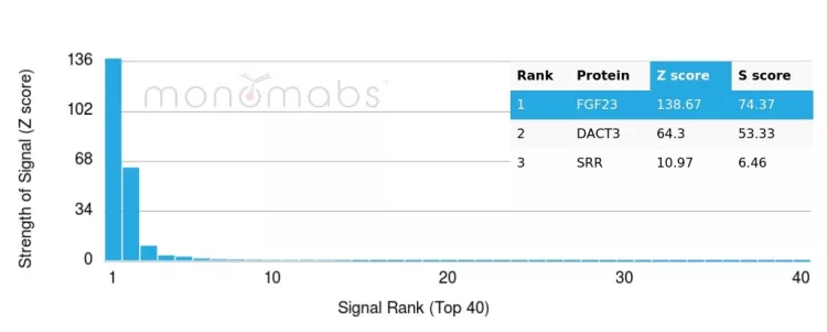 Analysis of Protein Array containing more than 19,000 full-length human proteins using FGF23 Mouse Monoclonal Antibody (FGF23/6408). Z- and S- Score: The Z-score represents the strength of a signal that a monoclonal antibody (MAb) (in combination with a fluorescently-tagged anti-IgG secondary antibody) produces when binding to a particular protein on the HuProtTM array. Z-scores are described in units of standard deviations (SD's) above the mean value of all signals generated on that array. If targets on HuProtTM are arranged in descending order of the Z-score, the S-score is the difference (also in units of SD's) between the Z-score. S-score therefore represents the relative target specificity of a MAb to its intended target. A MAb is considered to specific to its intended target, if the MAb has an S-score of at least 2.5. For example, if a MAb binds to protein X with a Z-score of 43 and to protein Y with a Z-score of 14, then the S-score for the binding of that MAb to protein X is equal to 29. FGF23 (Fibroblast Growth Factor 23) Antibody - Image 3