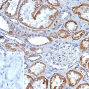 IHC analysis of formalin-fixed, paraffin-embedded human kidney stained using FGF23/132 at 2ug/ml in PBS for 30min RT. Inset: PBS instead of primary antibody; secondary only negative control.