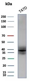 Western blot analysis of T47D cell lysate using FGF23 Mouse Monoclonal Antibody (FGF23/131).