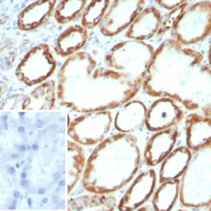 Formalin-fixed, paraffin-embedded human kidney stained with FGF23 Mouse Monoclonal Antibody (FGF23/8939). Inset: PBS instead of primary antibody; secondary only negative control.