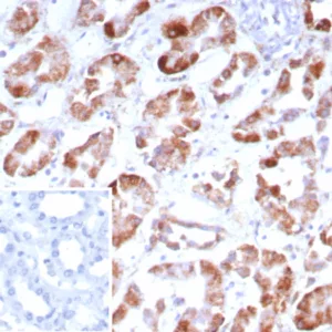 Formalin-fixed, paraffin-embedded human kidney stained with FGF23 Mouse Monoclonal Antibody (FGF23/9059). Inset: PBS instead of primary antibody; secondary only negative control.