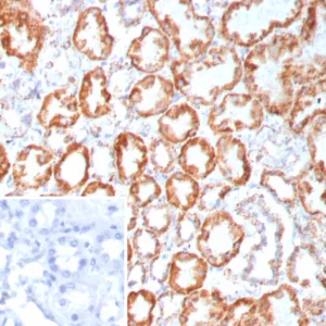 Formalin-fixed, paraffin-embedded human kidney stained with FGF23 Mouse Monoclonal Antibody (FGF23/9060). Inset: PBS instead of primary antibody; secondary only negative control.